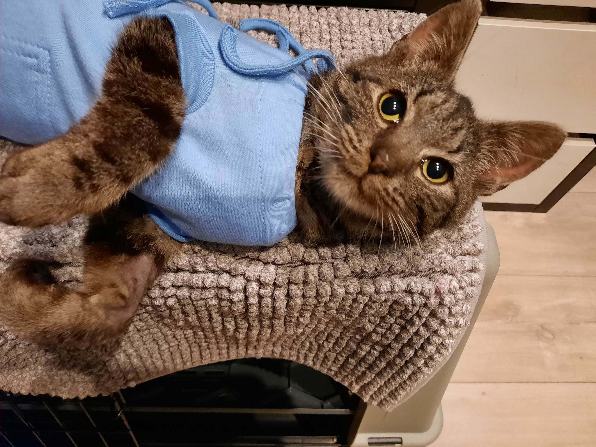 Kot po operacji ratującej życie